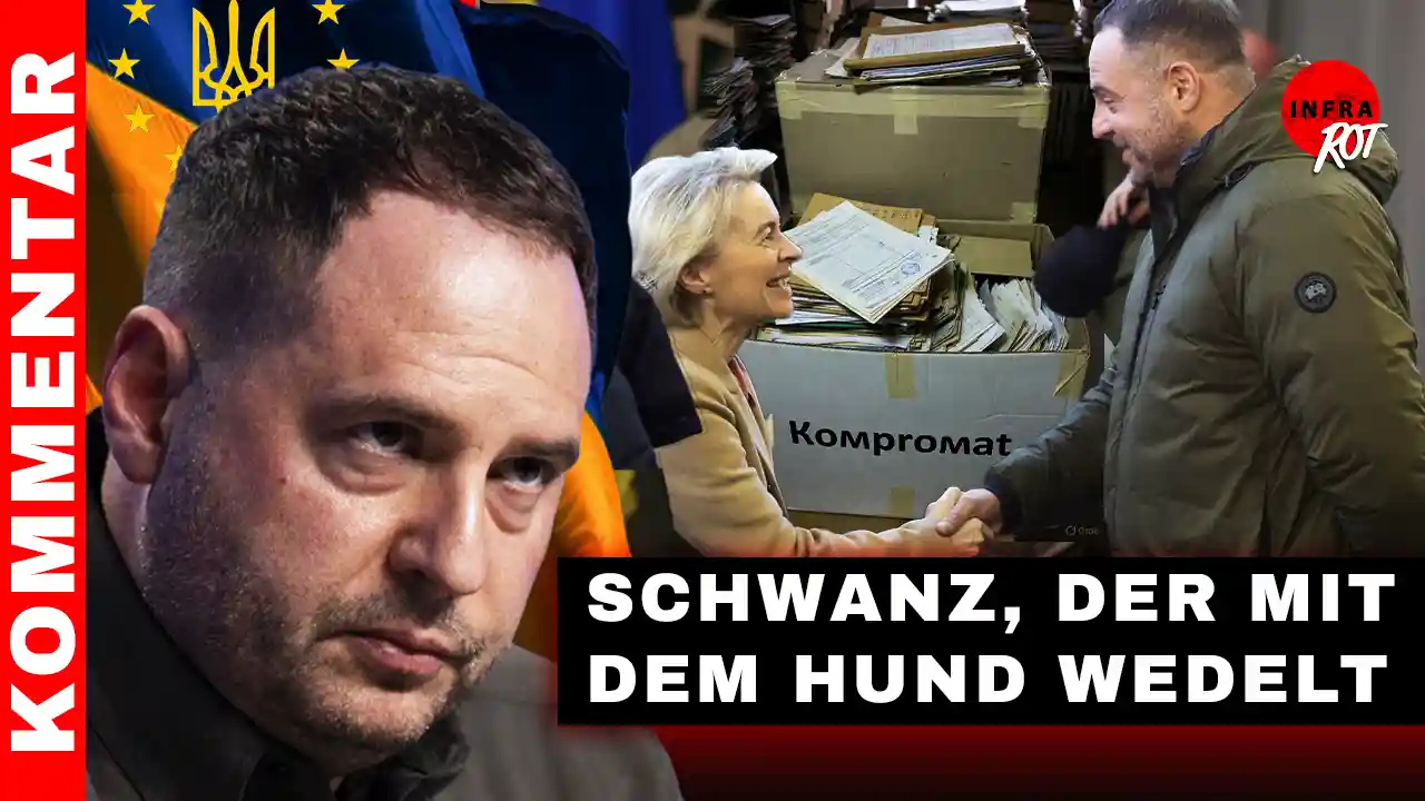 Schwanz, der mit dem Hund wedelt post image
